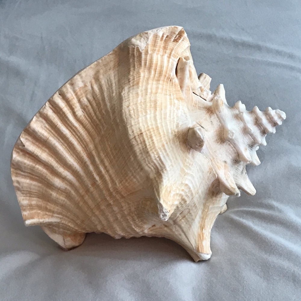 Interior accessory Seashell - Picture 3 of 4